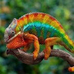 Chameleon a žluťásek