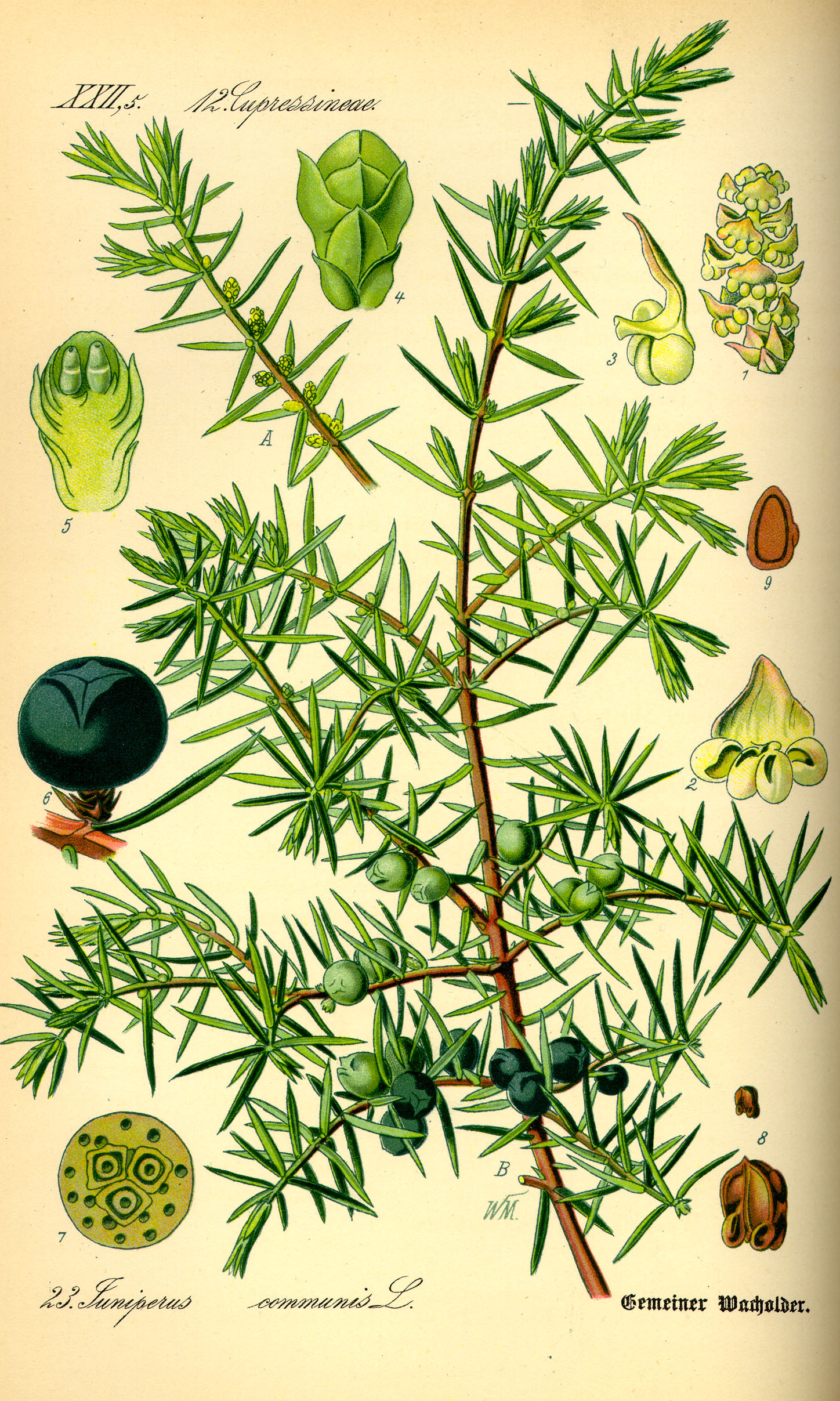Jalovec (Juniperus communis)
